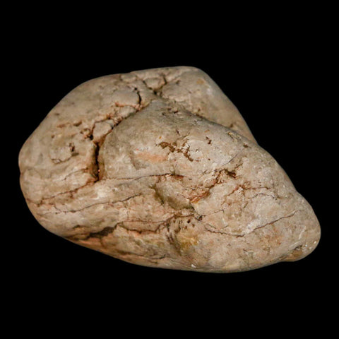 2.1" Sauropod Dinosaur Stomach Stone Gastrolith Rock Gizzard Stone COA - Fossil Age Minerals