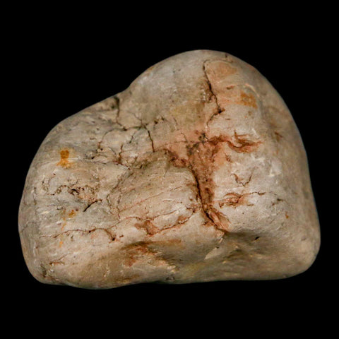 2.1" Sauropod Dinosaur Stomach Stone Gastrolith Rock Gizzard Stone COA - Fossil Age Minerals