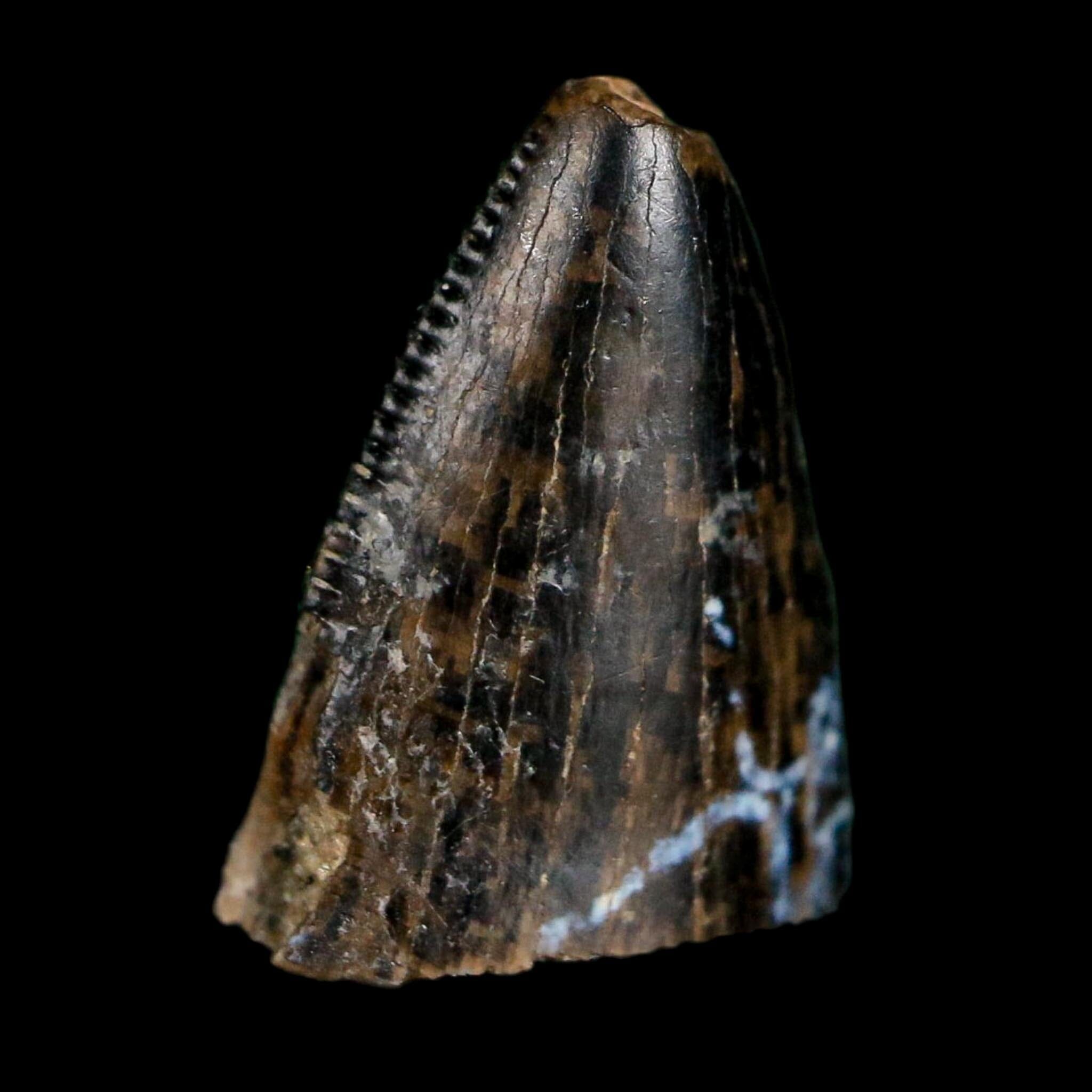 0.5" Tyrannosaurus Rex Fossil Tooth Tip Lance Creek Cretaceous Dinosaur WY COA