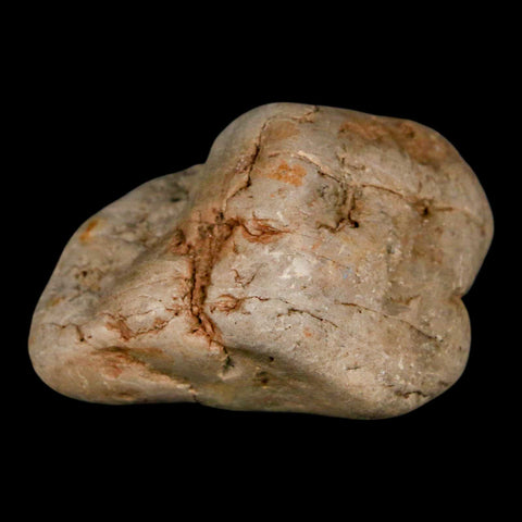 2.1" Sauropod Dinosaur Stomach Stone Gastrolith Rock Gizzard Stone COA - Fossil Age Minerals