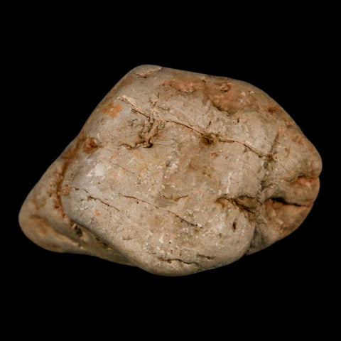 2.1" Sauropod Dinosaur Stomach Stone Gastrolith Rock Gizzard Stone COA - Fossil Age Minerals