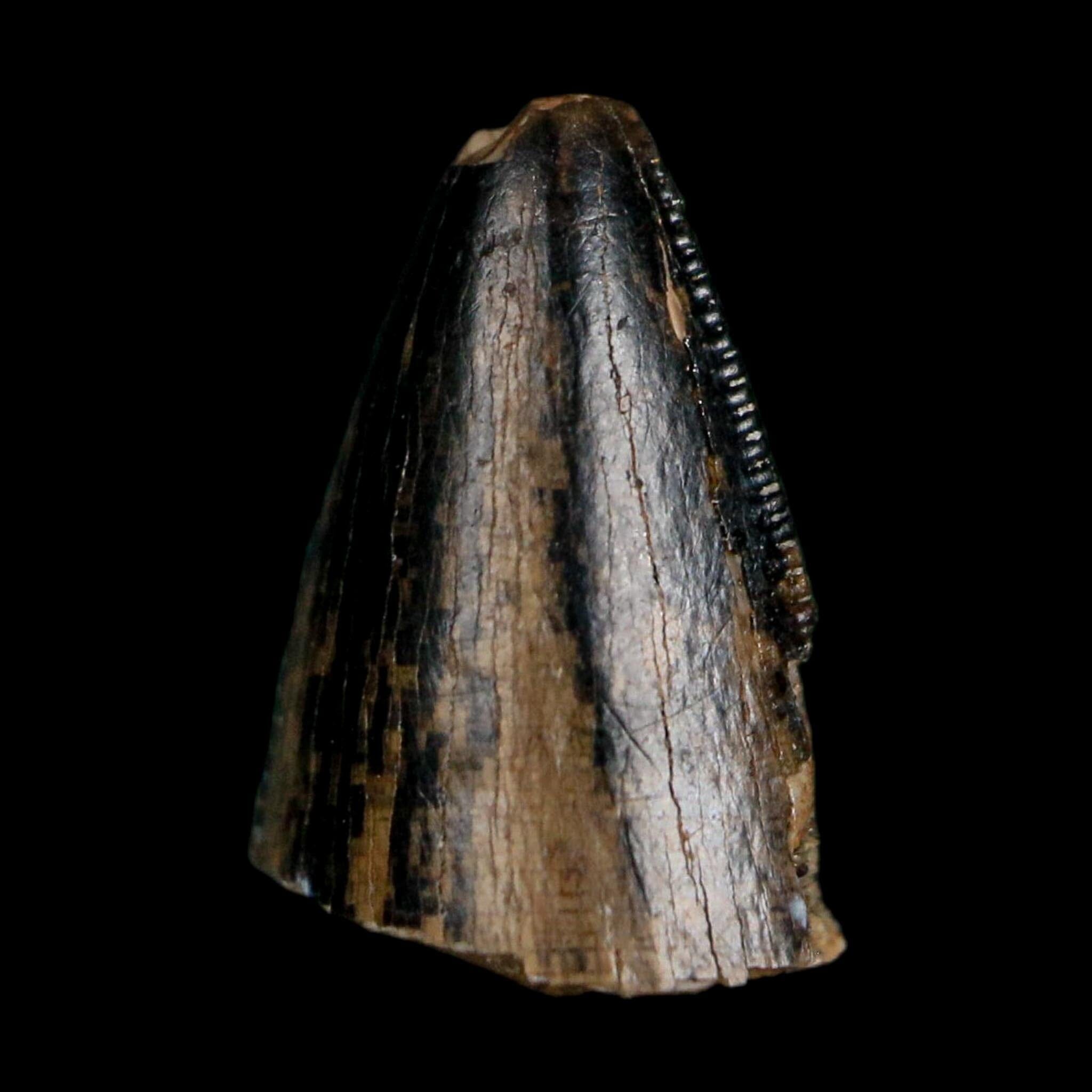 0.5" Tyrannosaurus Rex Fossil Tooth Tip Lance Creek Cretaceous Dinosaur WY COA