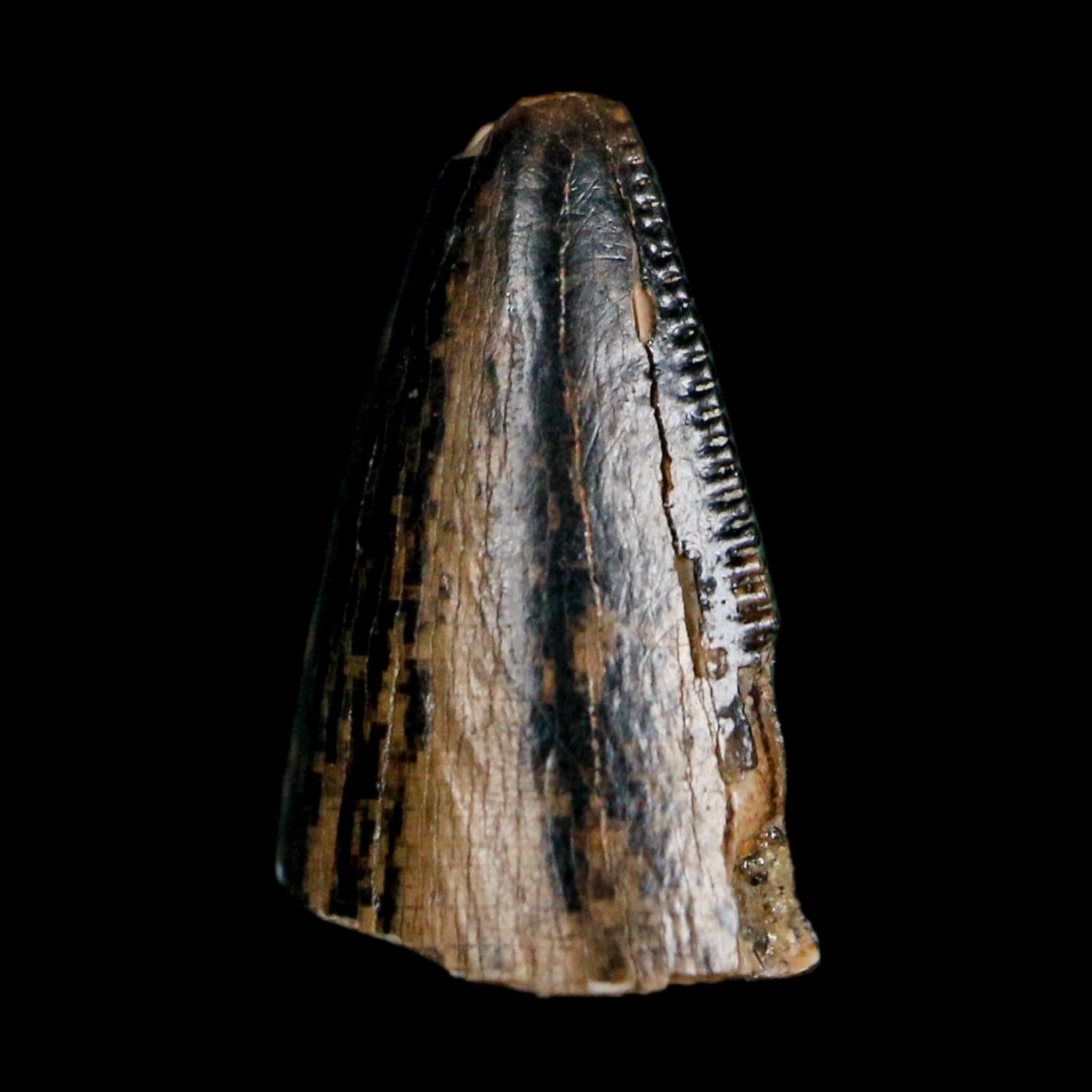 0.5" Tyrannosaurus Rex Fossil Tooth Tip Lance Creek Cretaceous Dinosaur WY COA