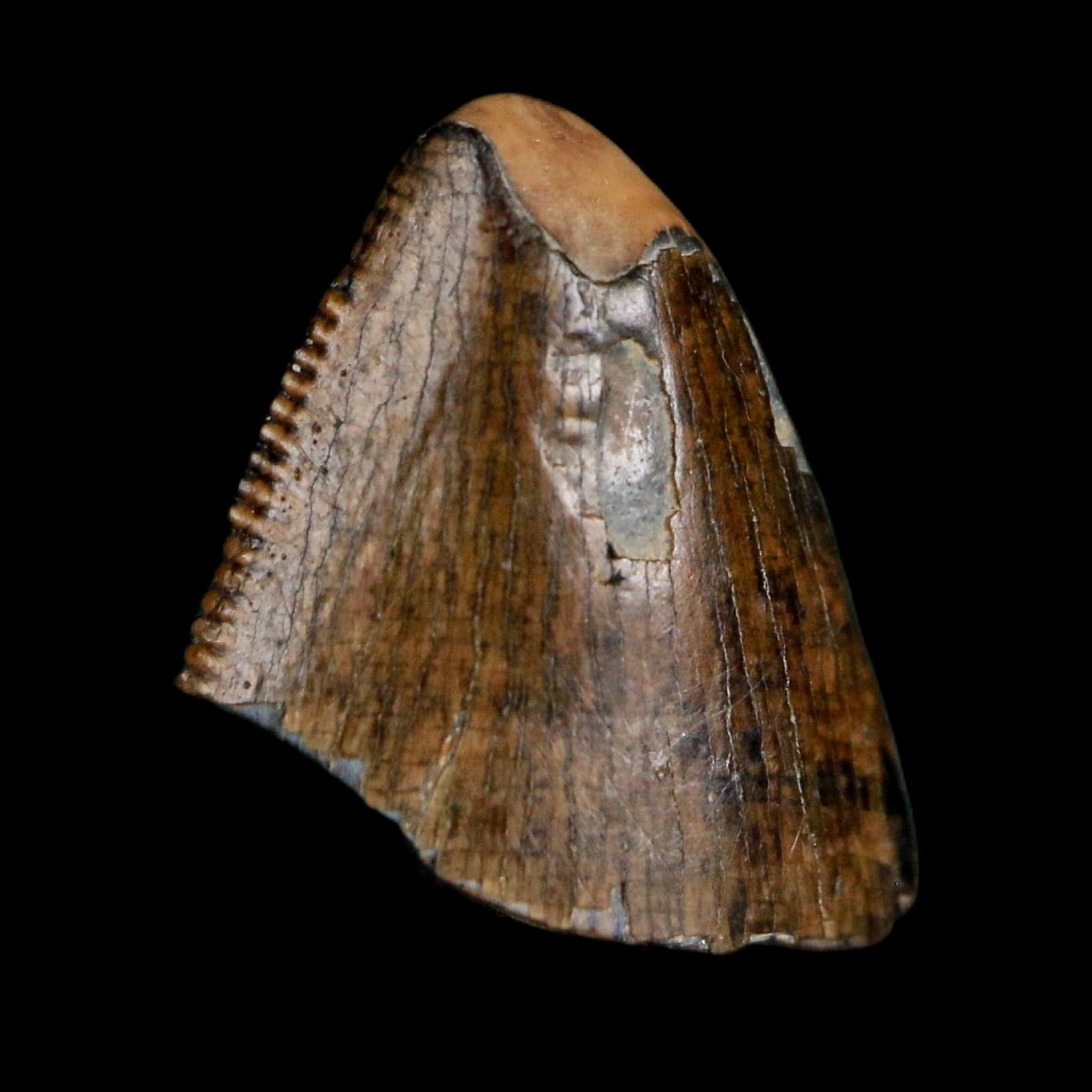 0.5" Tyrannosaurus Rex Fossil Tooth Tip Lance Creek Cretaceous Dinosaur WY COA