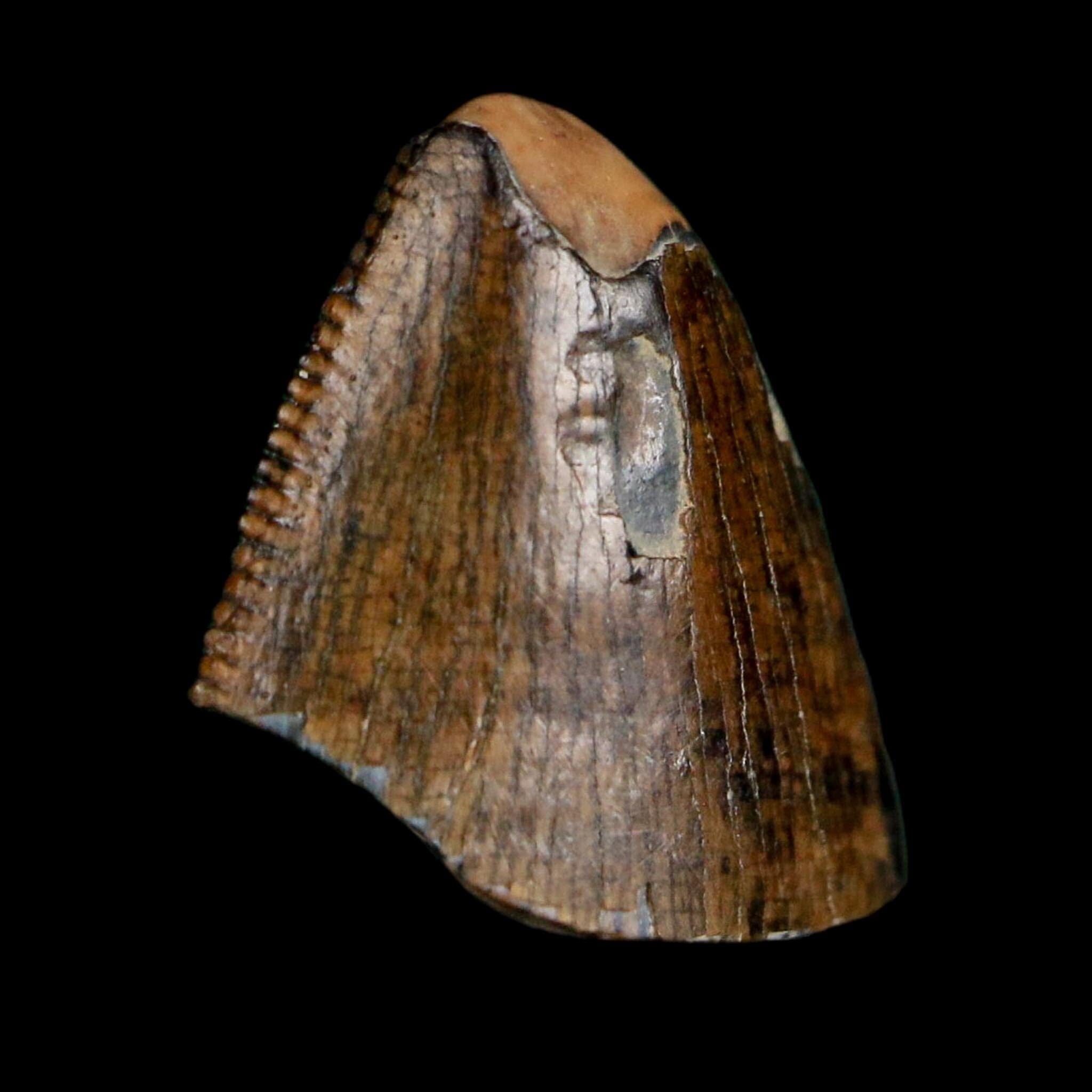 0.5" Tyrannosaurus Rex Fossil Tooth Tip Lance Creek Cretaceous Dinosaur WY COA