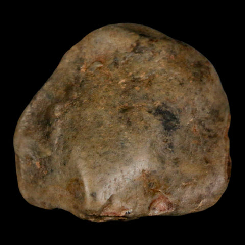 1.6" Sauropod Dinosaur Stomach Stone Gastrolith Rock Gizzard Stone COA - Fossil Age Minerals