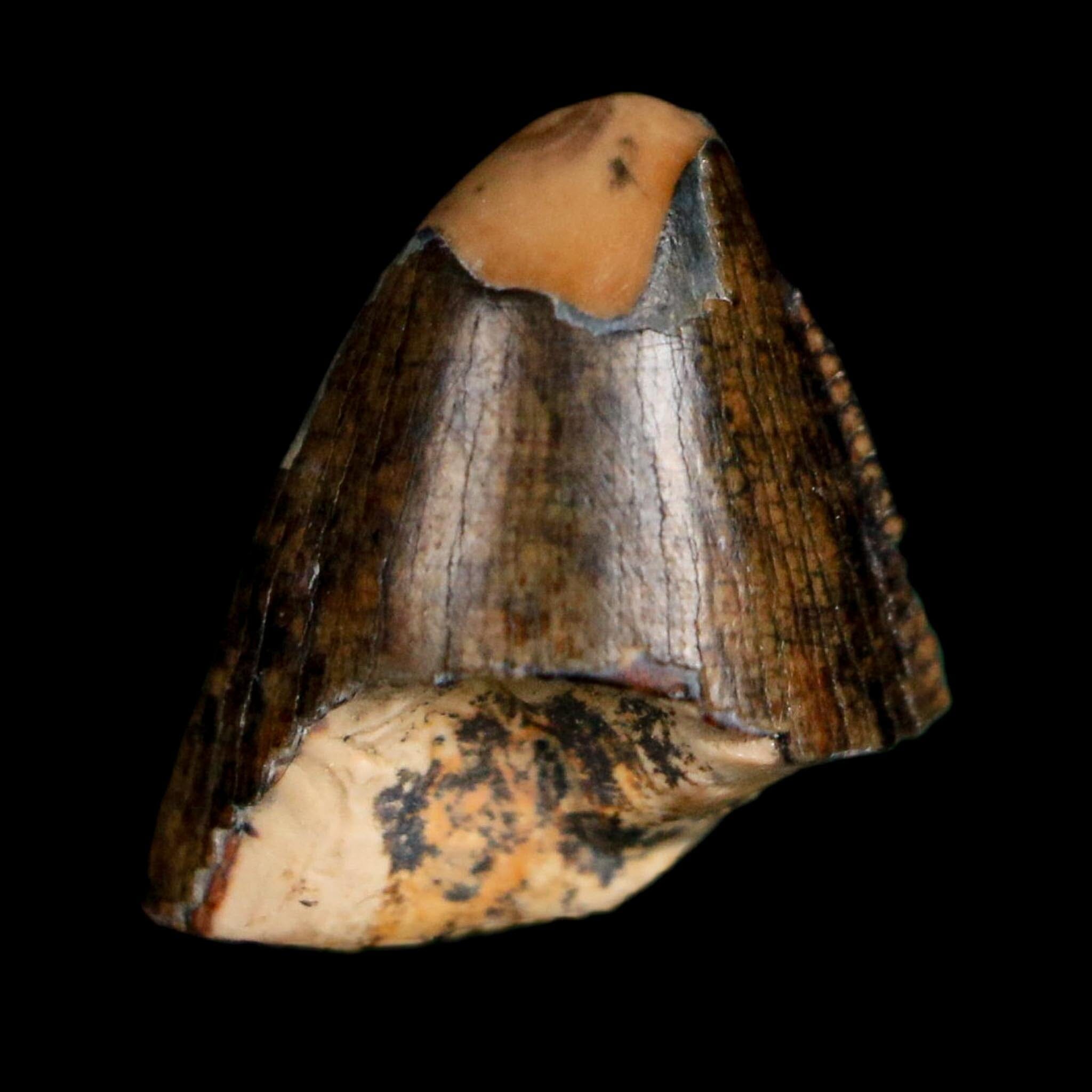 0.5" Tyrannosaurus Rex Fossil Tooth Tip Lance Creek Cretaceous Dinosaur WY COA