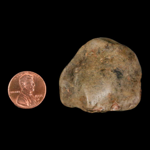 1.6" Sauropod Dinosaur Stomach Stone Gastrolith Rock Gizzard Stone COA - Fossil Age Minerals