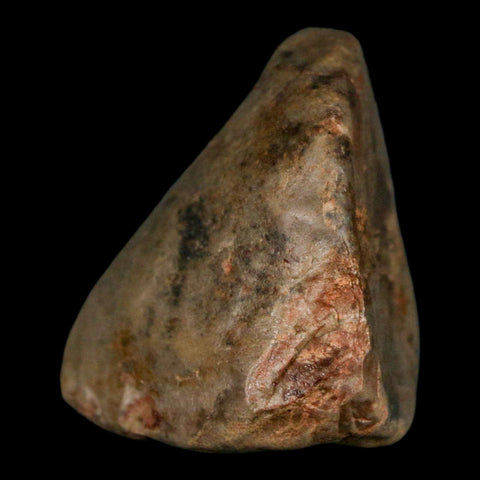 1.6" Sauropod Dinosaur Stomach Stone Gastrolith Rock Gizzard Stone COA - Fossil Age Minerals