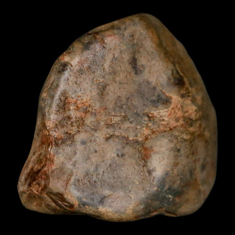 1.6" Sauropod Dinosaur Stomach Stone Gastrolith Rock Gizzard Stone COA - Fossil Age Minerals