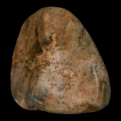 1.6" Sauropod Dinosaur Stomach Stone Gastrolith Rock Gizzard Stone COA - Fossil Age Minerals