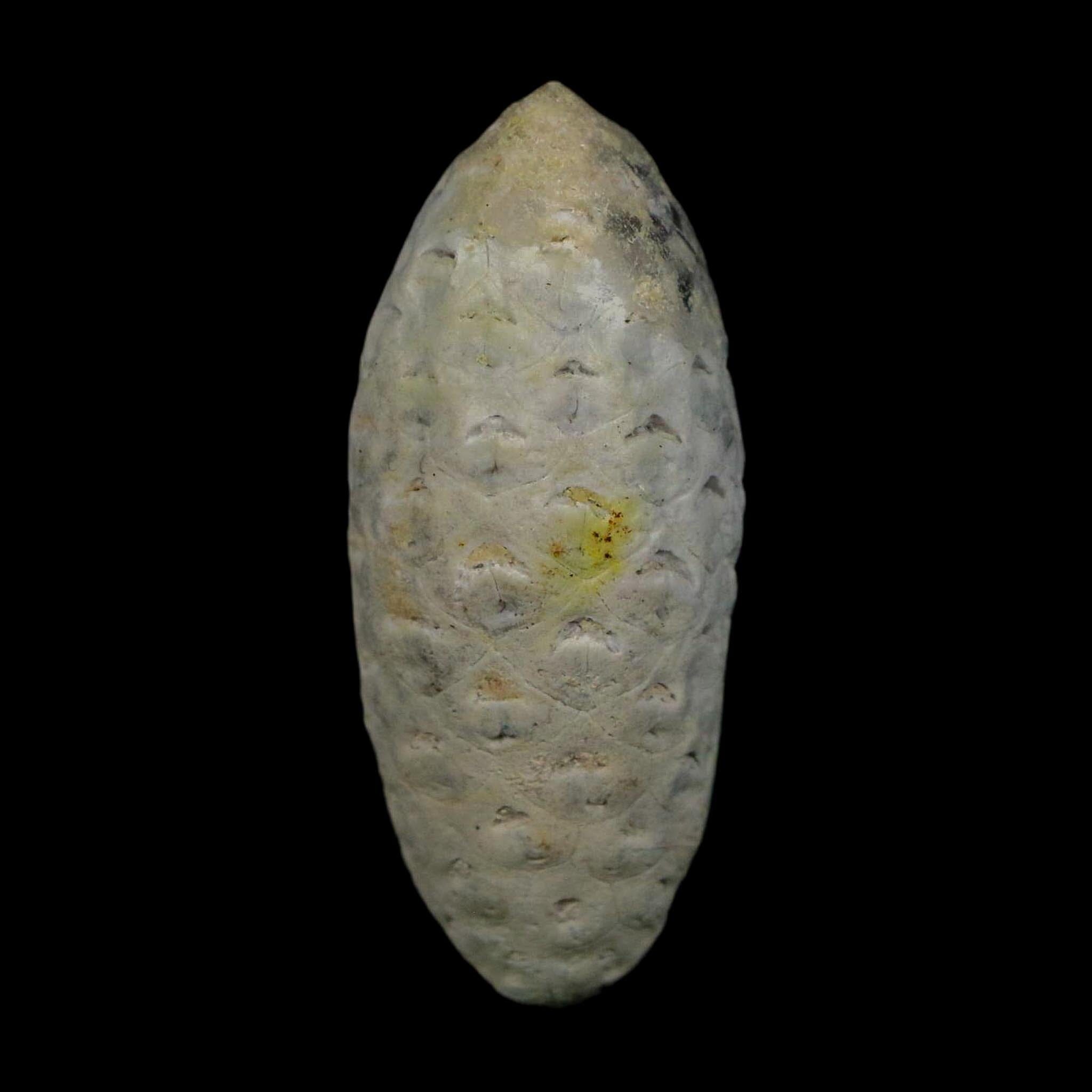 1.7" Fossil Pine Cone Equicalastrobus Replaced By Agate Eocene Age Seeds Fruit - Fossil Age Minerals