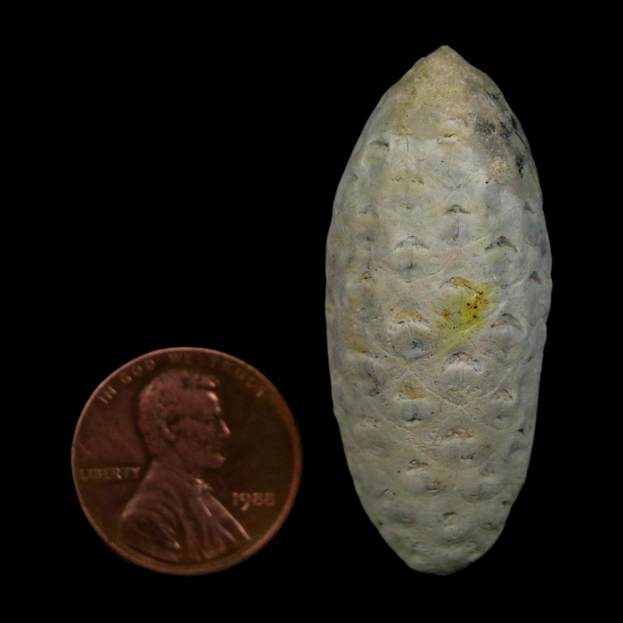 1.7" Fossil Pine Cone Equicalastrobus Replaced By Agate Eocene Age Seeds Fruit - Fossil Age Minerals