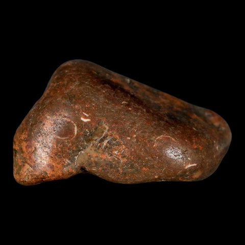 2.5" Sauropod Dinosaur Stomach Stone Gastrolith Rock Gizzard Stone COA - Fossil Age Minerals