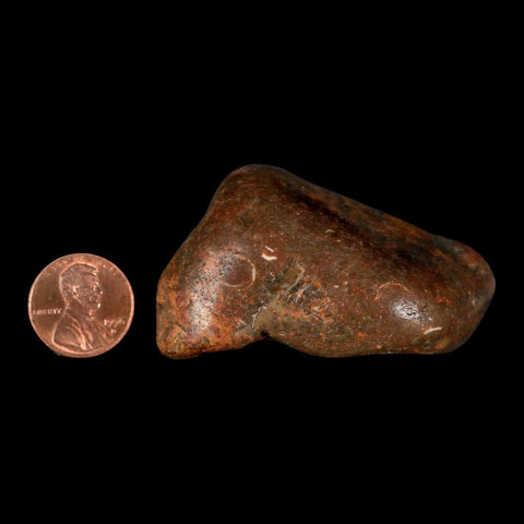 2.5" Sauropod Dinosaur Stomach Stone Gastrolith Rock Gizzard Stone COA - Fossil Age Minerals