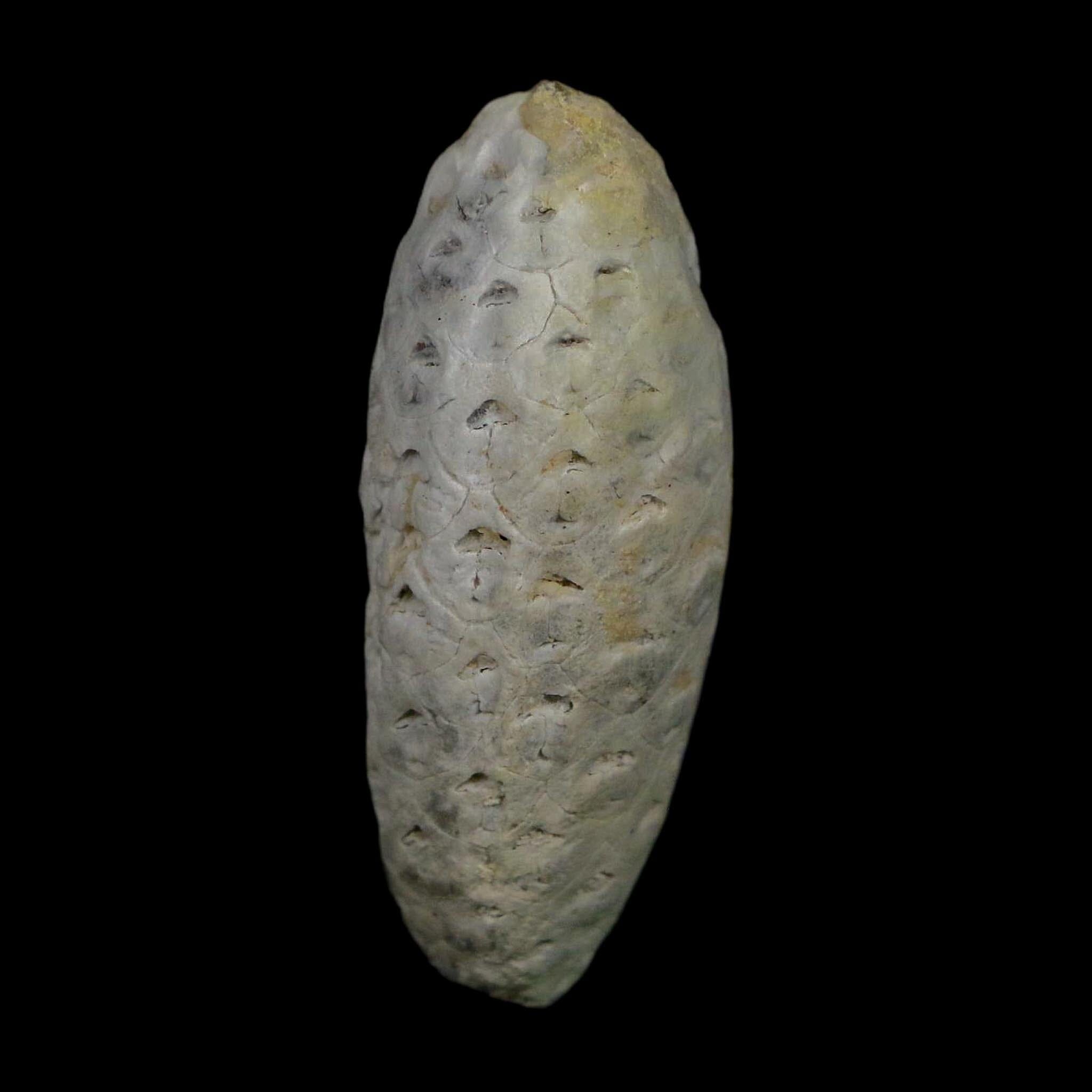 1.7" Fossil Pine Cone Equicalastrobus Replaced By Agate Eocene Age Seeds Fruit - Fossil Age Minerals