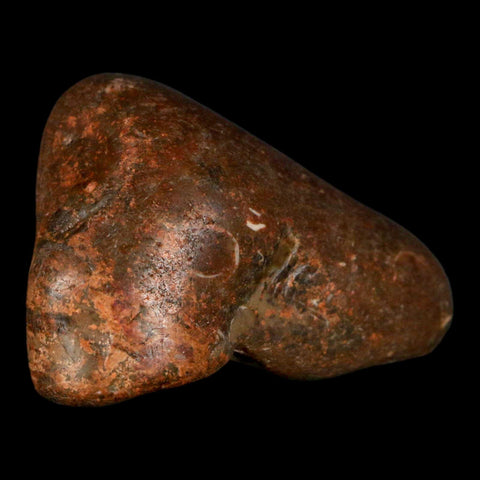 2.5" Sauropod Dinosaur Stomach Stone Gastrolith Rock Gizzard Stone COA - Fossil Age Minerals