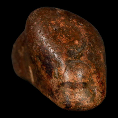 2.5" Sauropod Dinosaur Stomach Stone Gastrolith Rock Gizzard Stone COA - Fossil Age Minerals