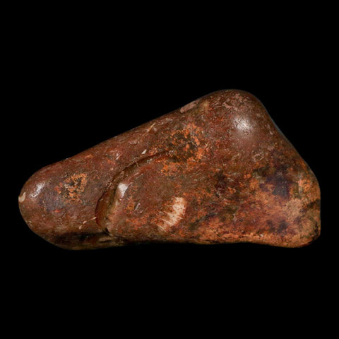 2.5" Sauropod Dinosaur Stomach Stone Gastrolith Rock Gizzard Stone COA - Fossil Age Minerals