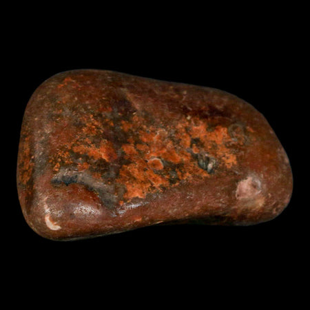 2.5" Sauropod Dinosaur Stomach Stone Gastrolith Rock Gizzard Stone COA