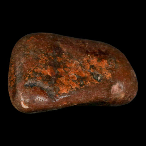 2.5" Sauropod Dinosaur Stomach Stone Gastrolith Rock Gizzard Stone COA - Fossil Age Minerals