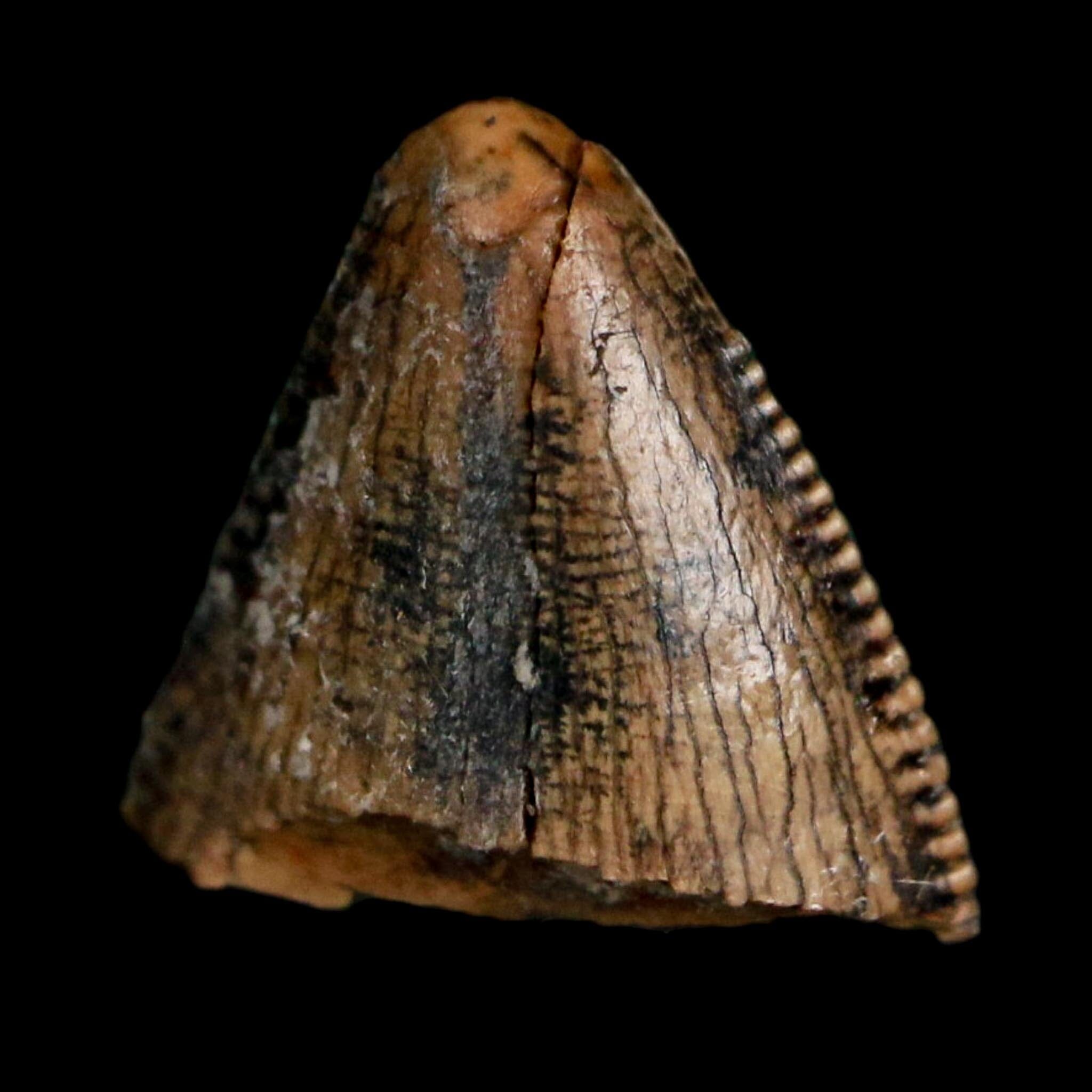 0.4" Tyrannosaurus Rex Fossil Tooth Tip Lance Creek Cretaceous Dinosaur WY COA