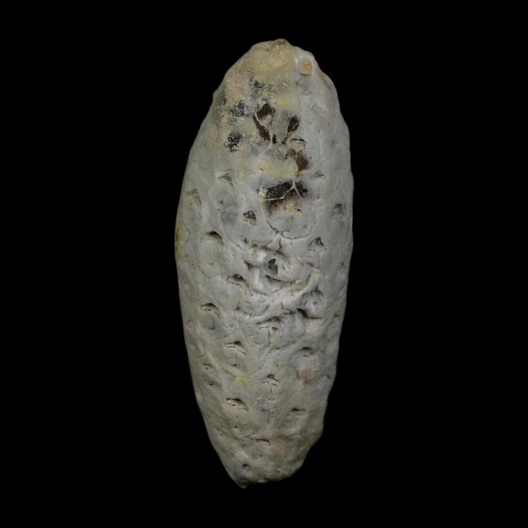 1.7" Fossil Pine Cone Equicalastrobus Replaced By Agate Eocene Age Seeds Fruit - Fossil Age Minerals