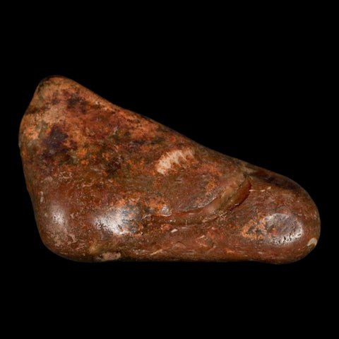 2.5" Sauropod Dinosaur Stomach Stone Gastrolith Rock Gizzard Stone COA - Fossil Age Minerals