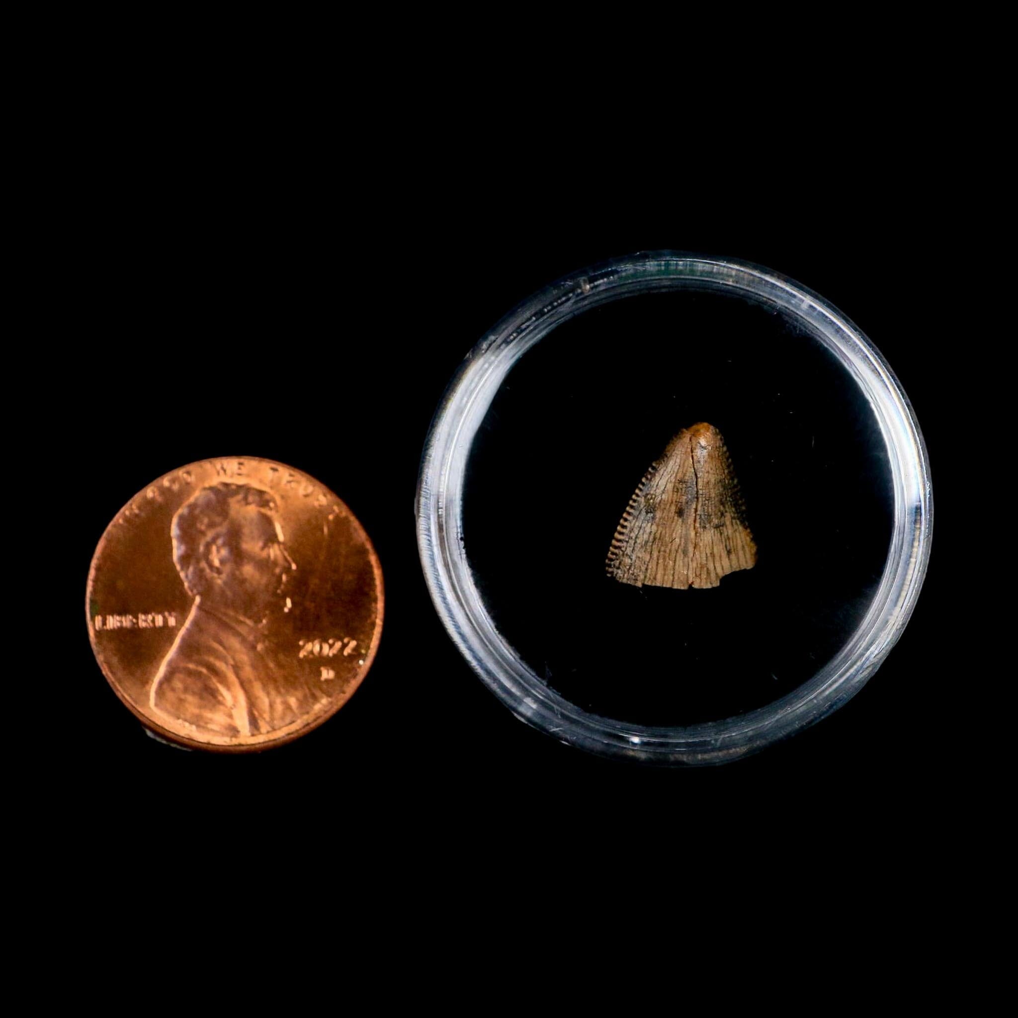 0.4" Tyrannosaurus Rex Fossil Tooth Tip Lance Creek Cretaceous Dinosaur WY COA