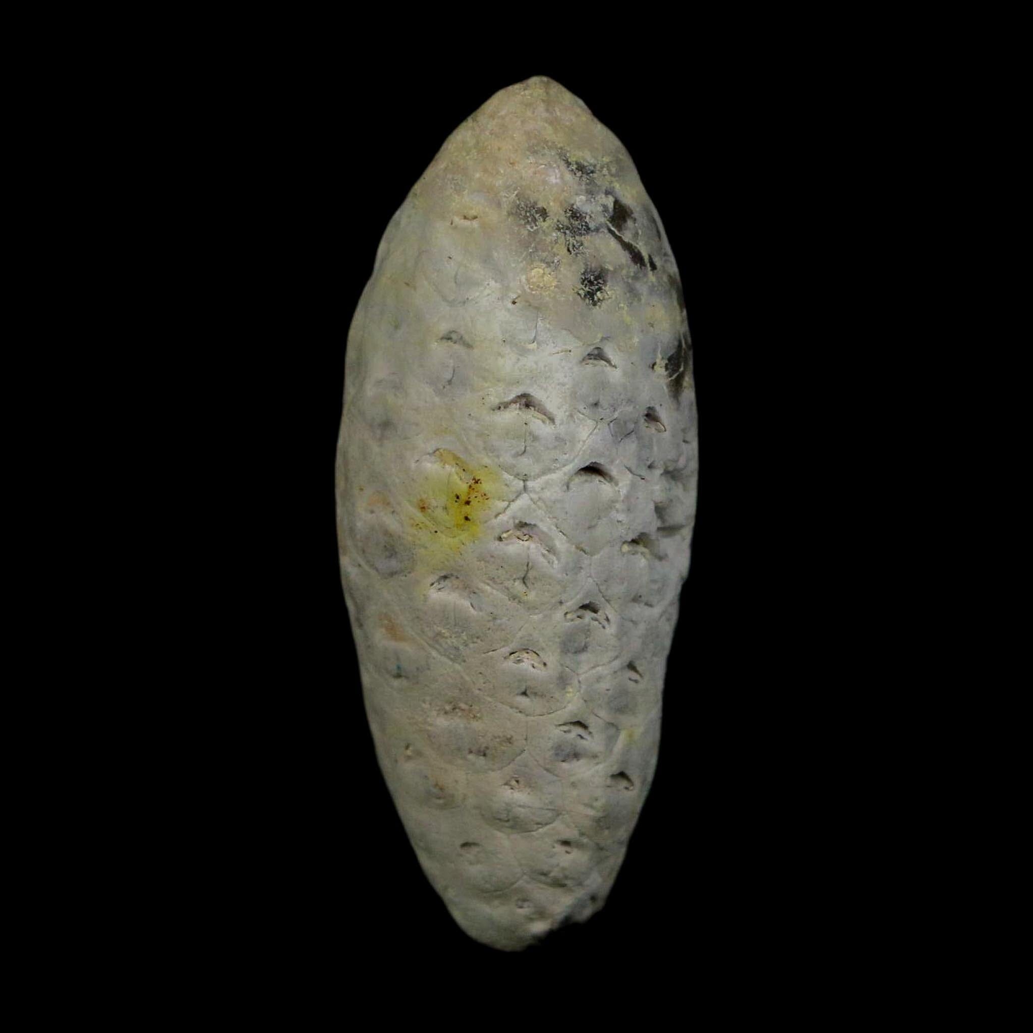 1.7" Fossil Pine Cone Equicalastrobus Replaced By Agate Eocene Age Seeds Fruit - Fossil Age Minerals