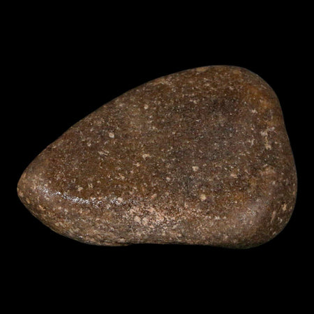 1.8" Sauropod Dinosaur Stomach Stone Gastrolith Rock Gizzard Stone COA