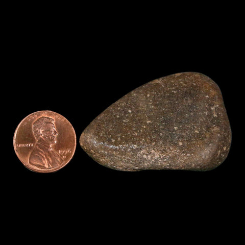 1.8" Sauropod Dinosaur Stomach Stone Gastrolith Rock Gizzard Stone COA - Fossil Age Minerals