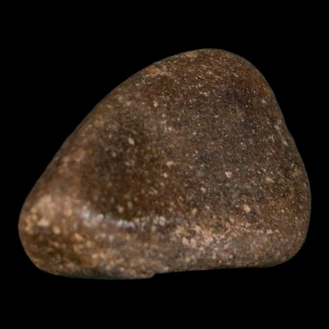 1.8" Sauropod Dinosaur Stomach Stone Gastrolith Rock Gizzard Stone COA - Fossil Age Minerals