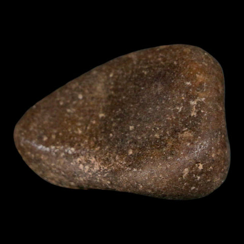 1.8" Sauropod Dinosaur Stomach Stone Gastrolith Rock Gizzard Stone COA - Fossil Age Minerals