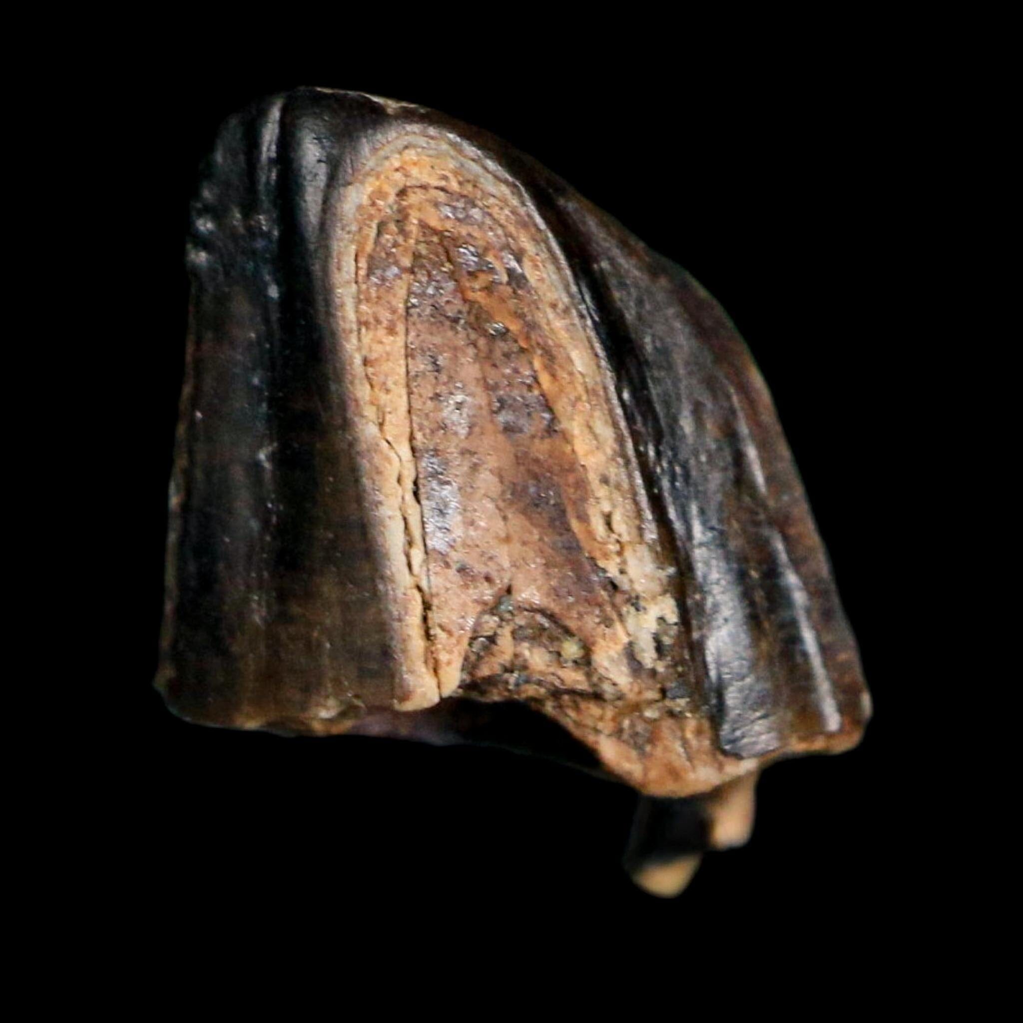 0.4" Tyrannosaurus Rex Fossil Tooth Tip Lance Creek Cretaceous Dinosaur WY COA