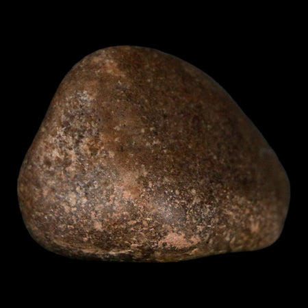 1.8" Sauropod Dinosaur Stomach Stone Gastrolith Rock Gizzard Stone COA