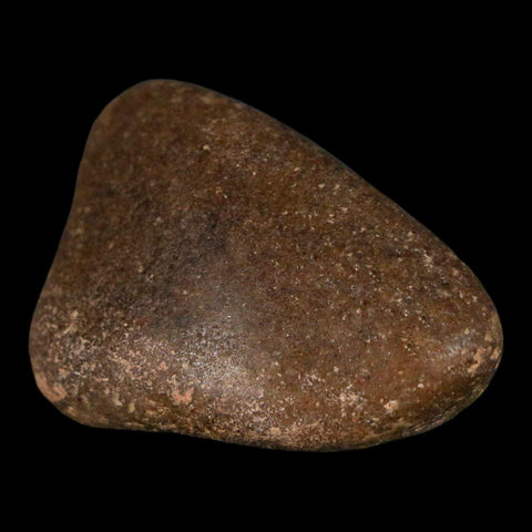 1.8" Sauropod Dinosaur Stomach Stone Gastrolith Rock Gizzard Stone COA - Fossil Age Minerals