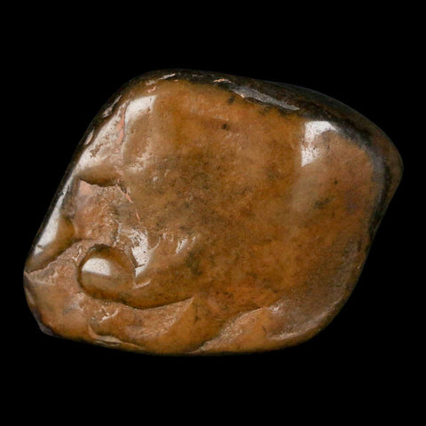 1.8" Sauropod Dinosaur Stomach Stone Gastrolith Rock Gizzard Stone COA - Fossil Age Minerals