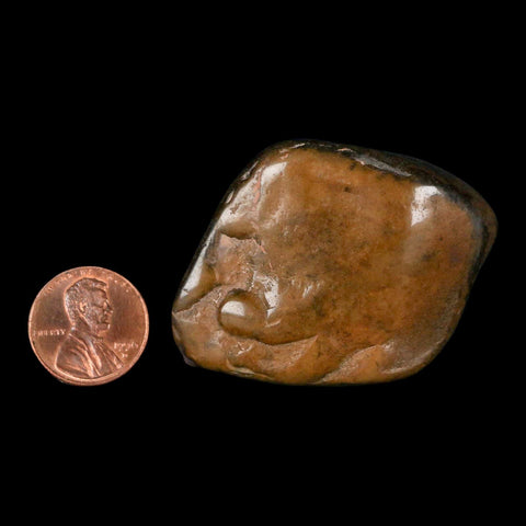 1.8" Sauropod Dinosaur Stomach Stone Gastrolith Rock Gizzard Stone COA - Fossil Age Minerals