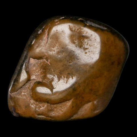 1.8" Sauropod Dinosaur Stomach Stone Gastrolith Rock Gizzard Stone COA - Fossil Age Minerals