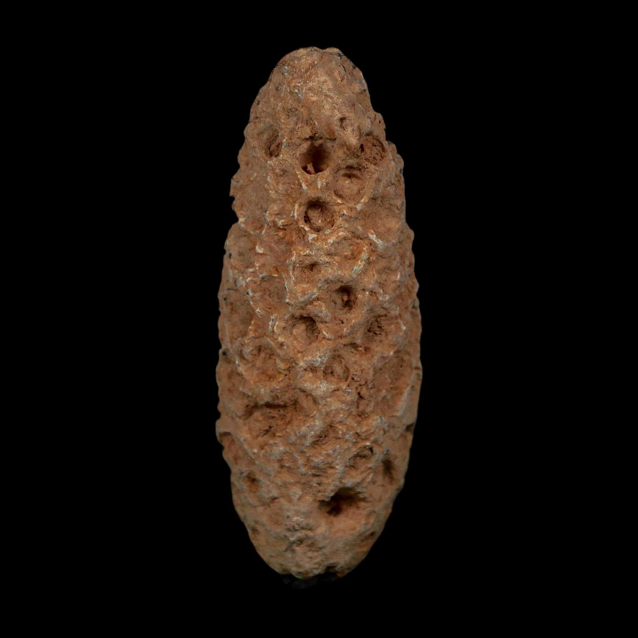 XL 2.1" Fossil Pine Cone Equicalastrobus Replaced By Agate Eocene Age Seeds Fruit - Fossil Age Minerals
