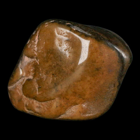 1.8" Sauropod Dinosaur Stomach Stone Gastrolith Rock Gizzard Stone COA - Fossil Age Minerals