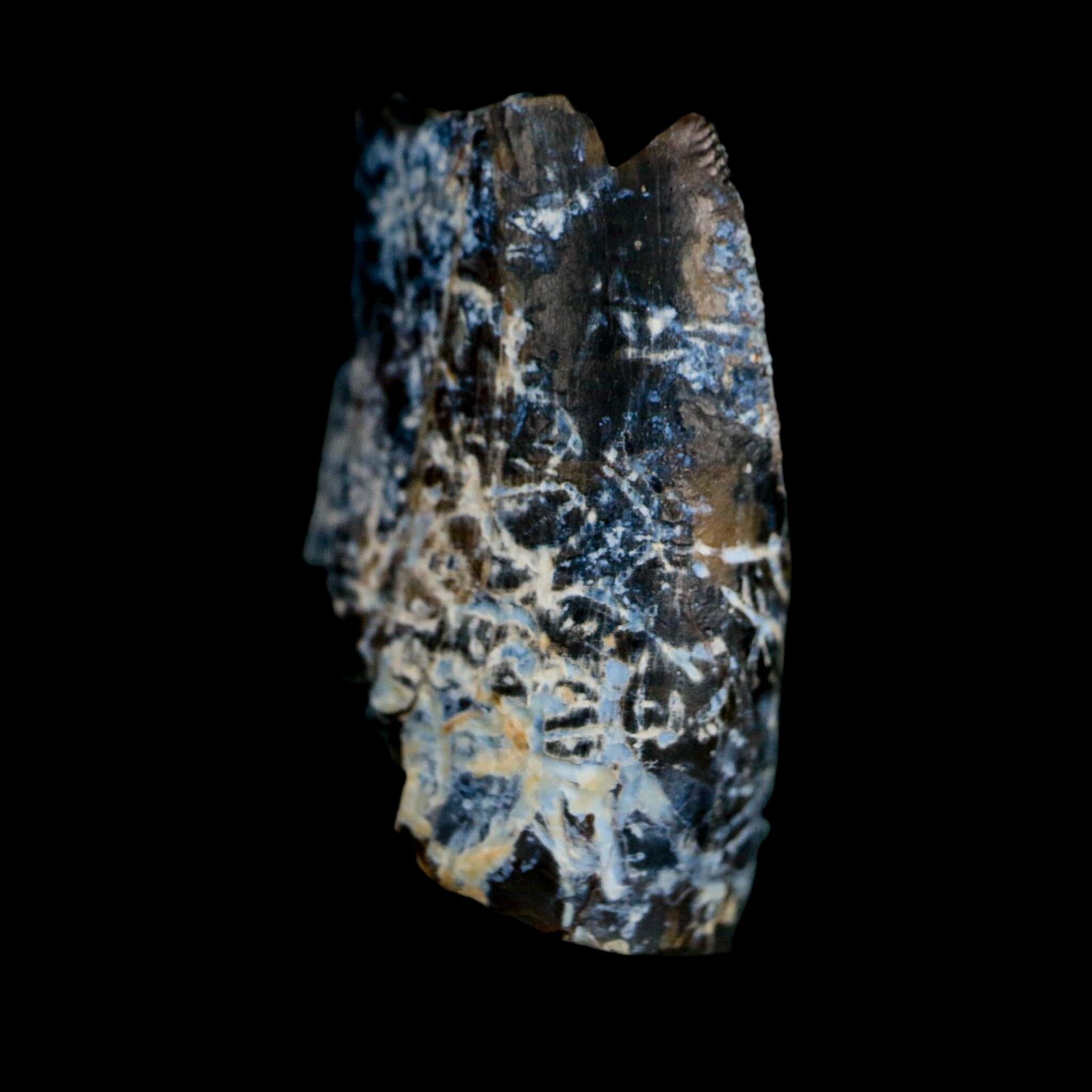 1" Tyrannosaurus Rex Fossil Tooth Section Lance Creek Cretaceous Dinosaur WY COA