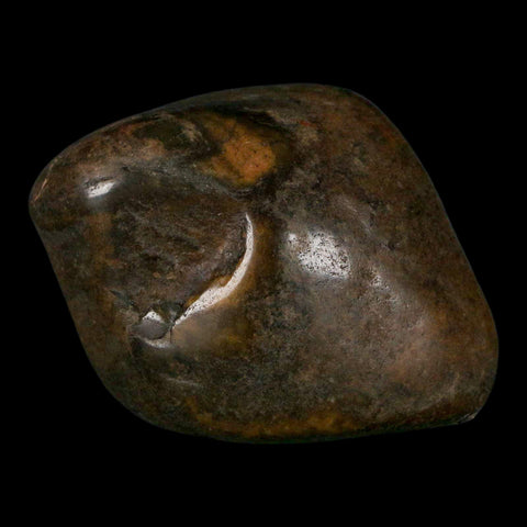 1.8" Sauropod Dinosaur Stomach Stone Gastrolith Rock Gizzard Stone COA - Fossil Age Minerals