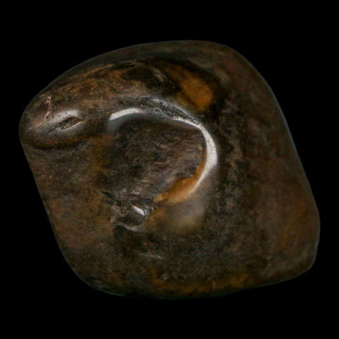 1.8" Sauropod Dinosaur Stomach Stone Gastrolith Rock Gizzard Stone COA - Fossil Age Minerals