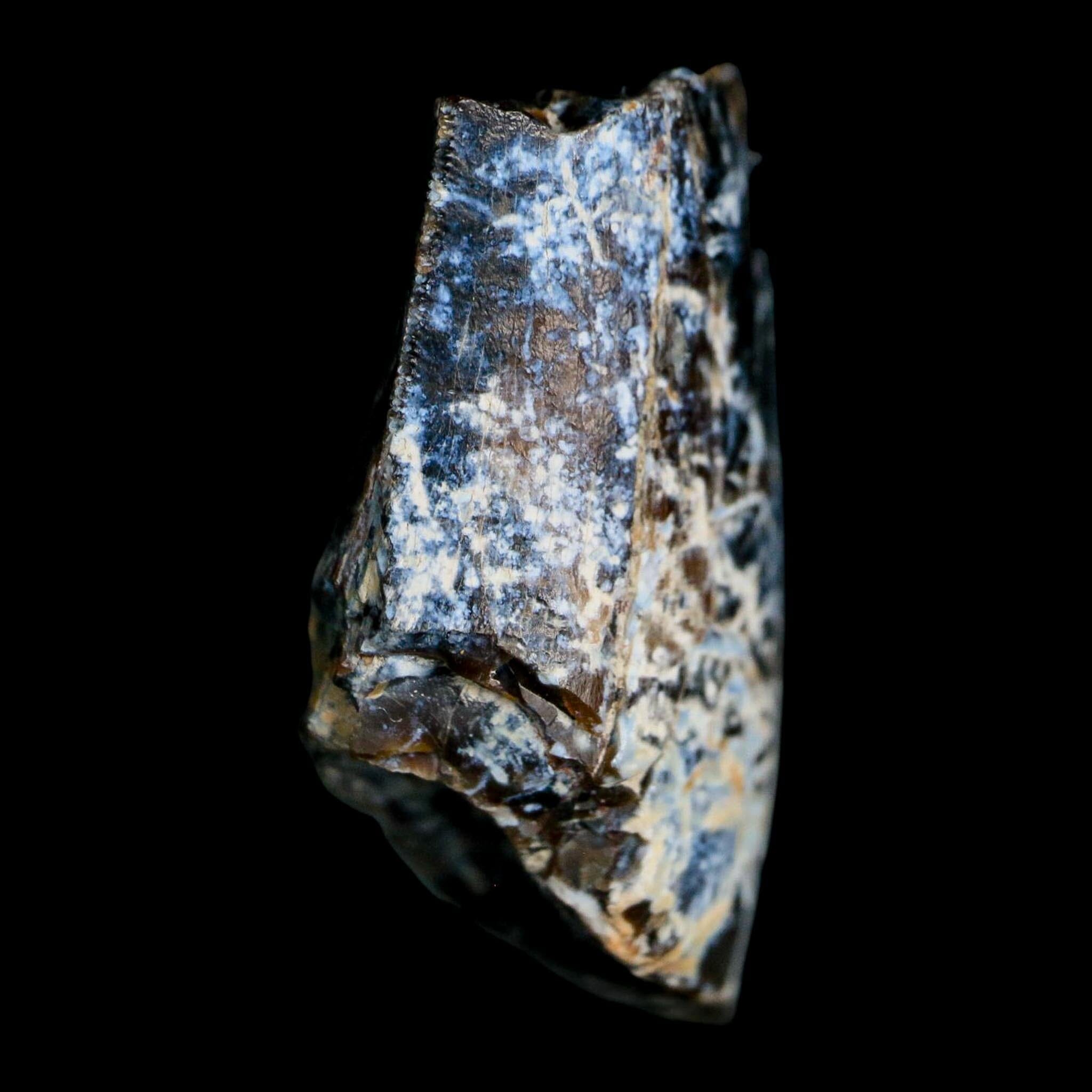 1" Tyrannosaurus Rex Fossil Tooth Section Lance Creek Cretaceous Dinosaur WY COA
