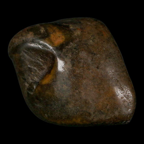 1.8" Sauropod Dinosaur Stomach Stone Gastrolith Rock Gizzard Stone COA - Fossil Age Minerals