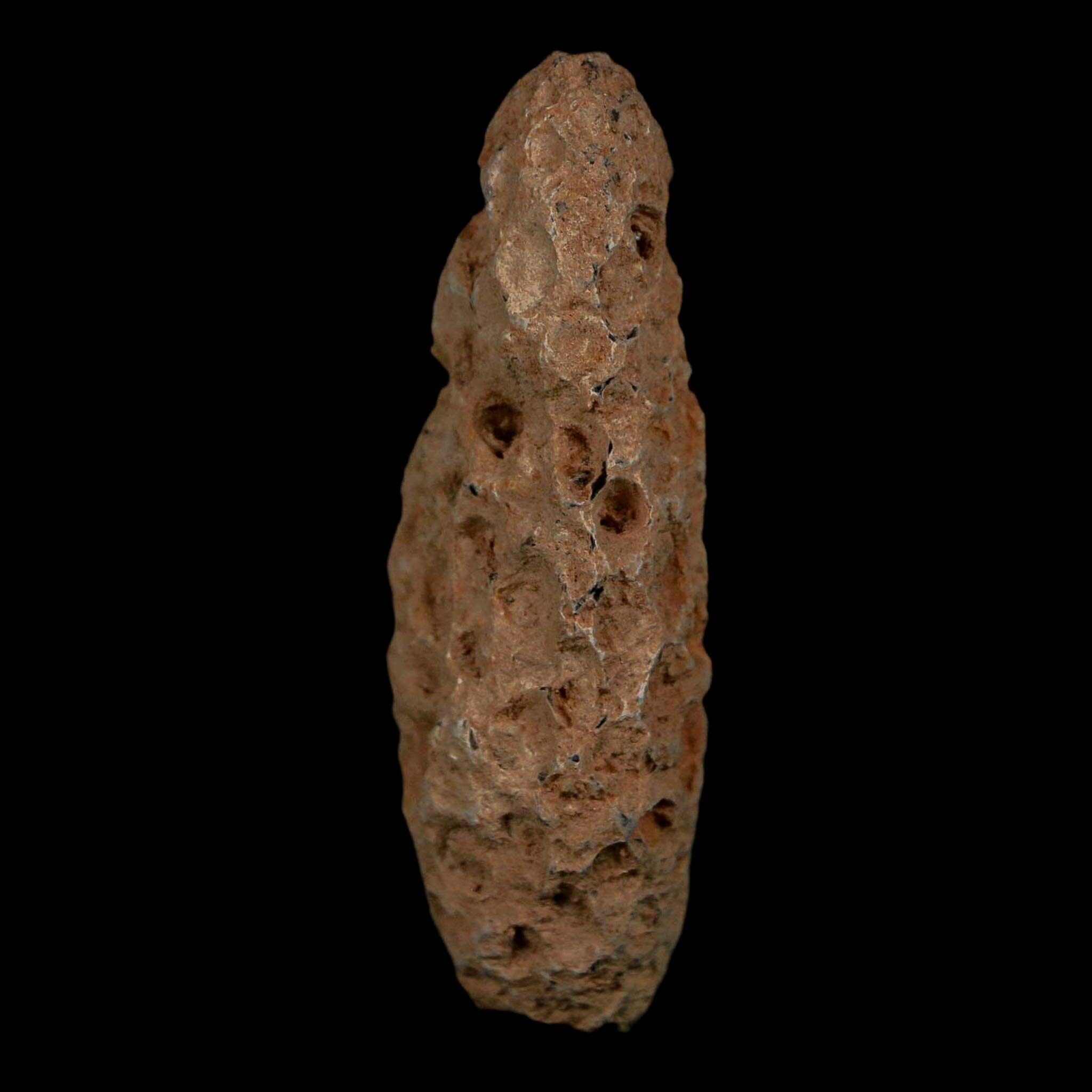 XL 2.1" Fossil Pine Cone Equicalastrobus Replaced By Agate Eocene Age Seeds Fruit - Fossil Age Minerals