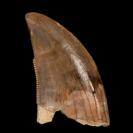 0.6" Nanotyrannus Tyrannosaurus Fossil Tooth Dinosaur Lance Creek WY COA Display