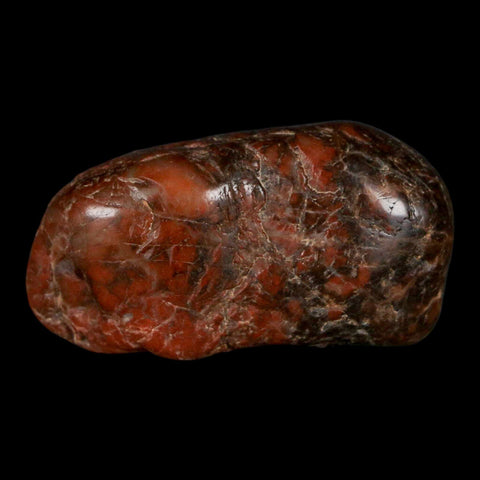 1.9" Sauropod Dinosaur Stomach Stone Gastrolith Rock Gizzard Stone COA - Fossil Age Minerals